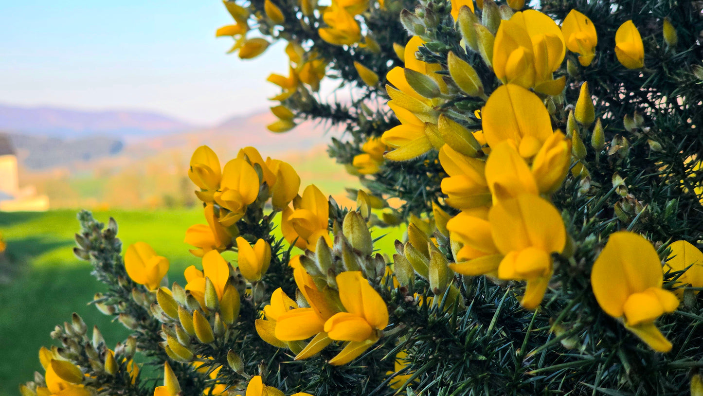 Wild Irish Gorse - Atmospheric Tin Soy Candle