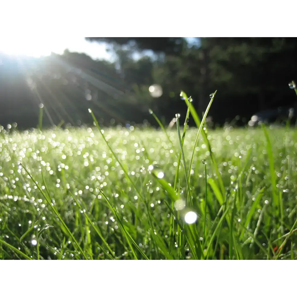 Dew on Grass in sunlight